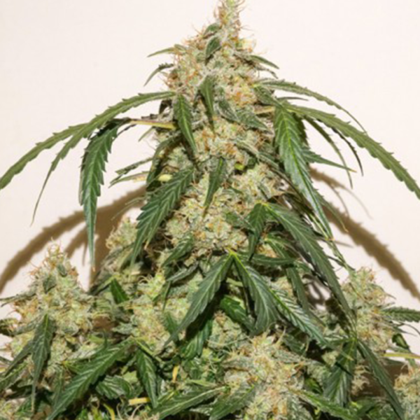 BANANA BLAZE AUTO