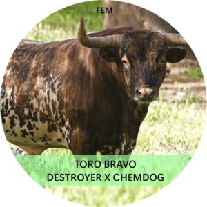 TORO BRAVO