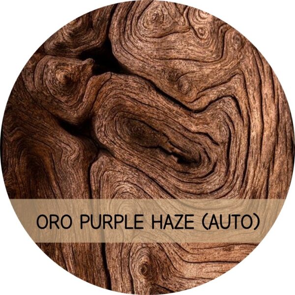 ORO PURPLE HAZE
