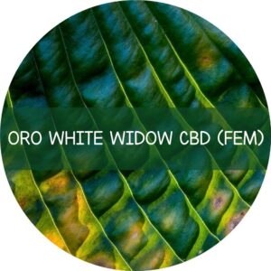ORO WHITE WIDOW CBD