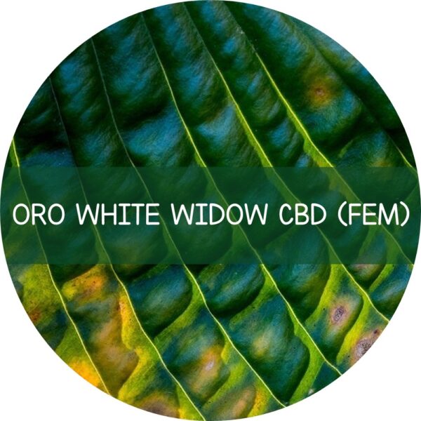 ORO WHITE WIDOW CBD