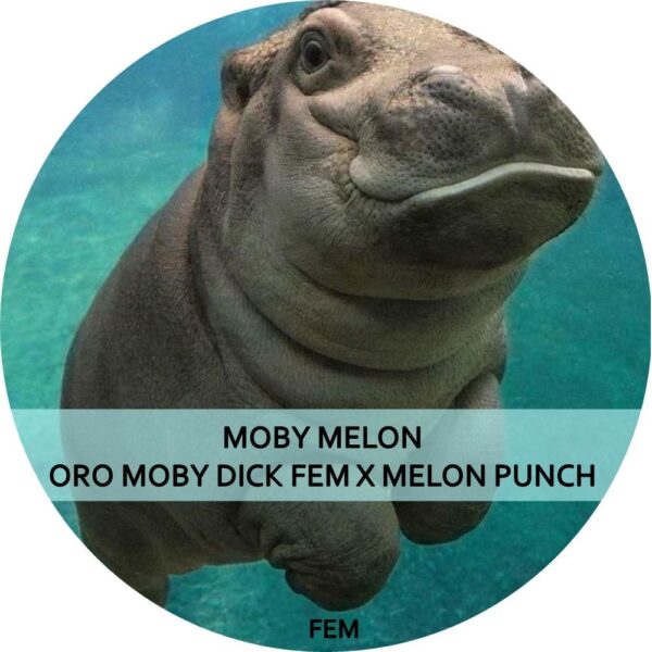 MOBY MELON