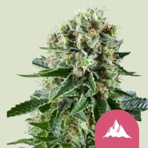 CRITICAL KUSH