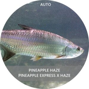 PINEAPPLE HAZE AUTO