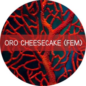 ORO CHEESECAKE