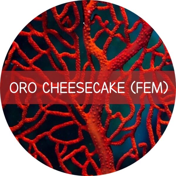 ORO CHEESECAKE