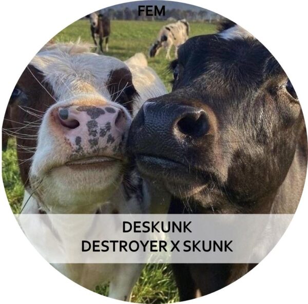 DESKUNK