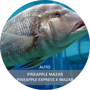 PINEAPPLE MAZAR AUTO