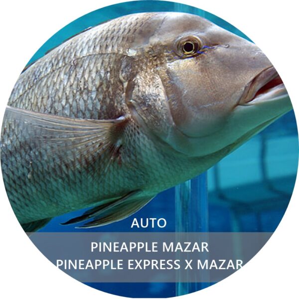 PINEAPPLE MAZAR AUTO
