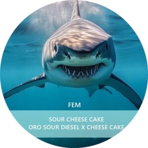 SOUR CHEESE CAKE