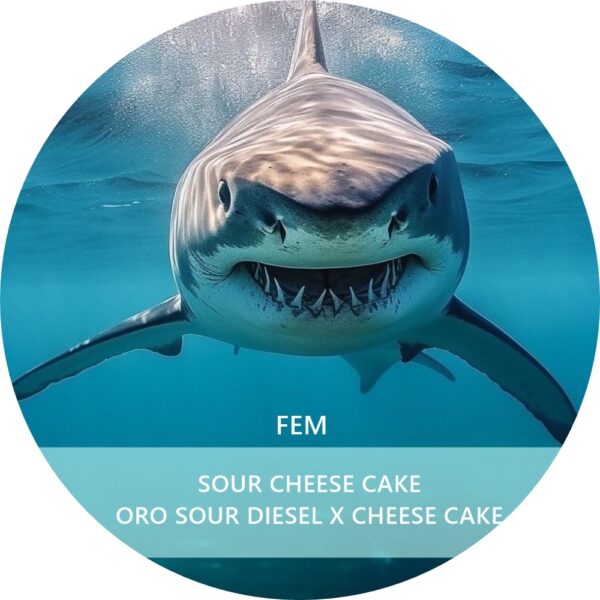 SOUR CHEESE CAKE