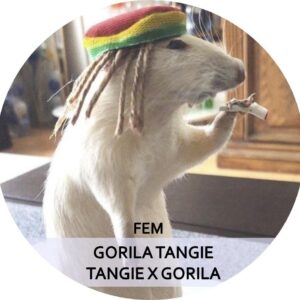 GORILA TANGIE