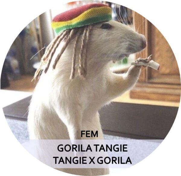 GORILA TANGIE