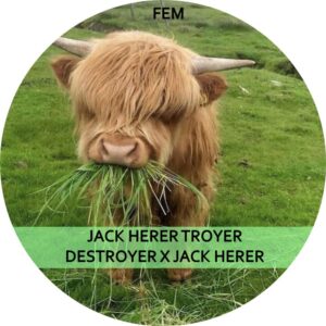 JACK HERER TROYER