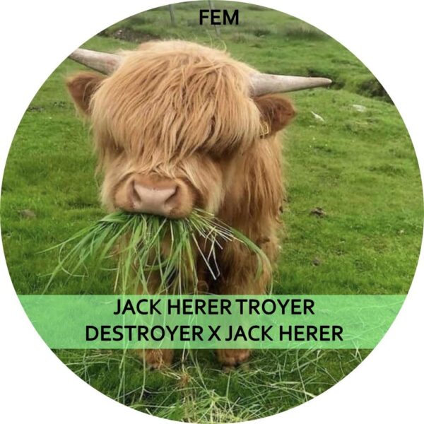 JACK HERER TROYER