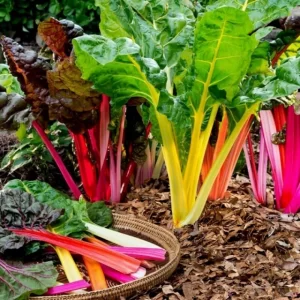 Acelga Arcoiris
