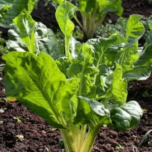 Acelga Penca Verde