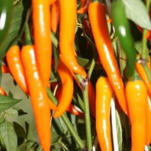 Ají Cayena Orange