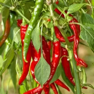 Ají Cayena Rojo - Long Slim