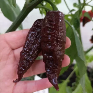 Ají Ghost - Bhut Jolokia Chocolate
