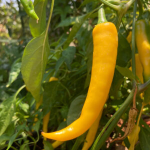 Ají Golden Cayenne