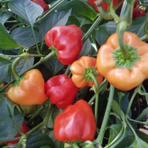 Aji Pimienta Diomar Amarilla
