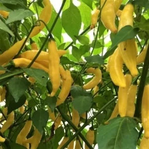 Ají Lemon Drop