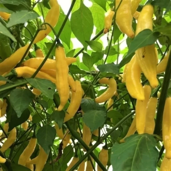 Ají Lemon Drop