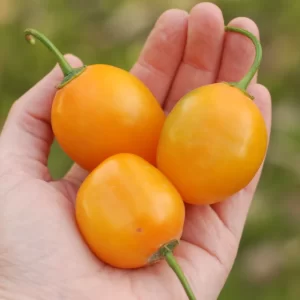 Ají Locoto Amarillo