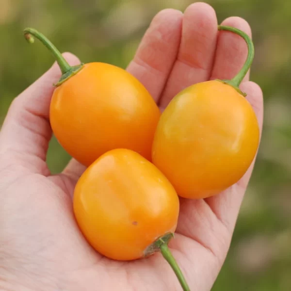 Ají Locoto Amarillo