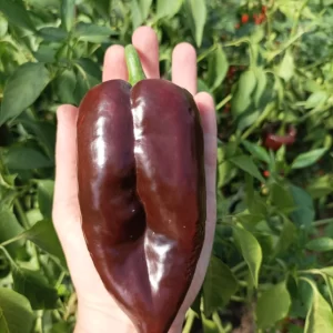 Ají Mulato Isleño