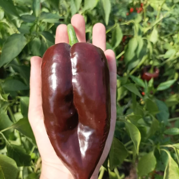 Ají Mulato Isleño