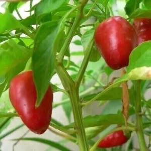 Ají Pepperoncino Naso di Cane