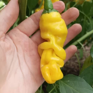 Ají Peter Pepper Amarillo