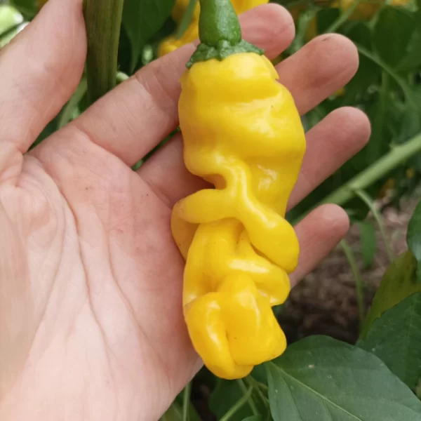 Ají Peter Pepper Amarillo