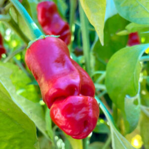 Ají Peter Pepper Rojo