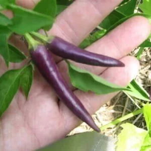 Ají Purple Chilli