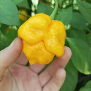 Ají Trinidad Scorpion Yellow