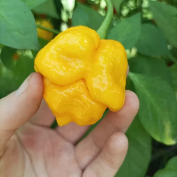 Ají Trinidad Scorpion Yellow