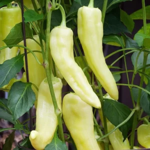 Ají vinagre - Pimiento Dulce Sweet Banana