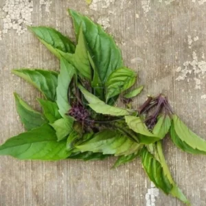 Albahaca Aroma Canela 2