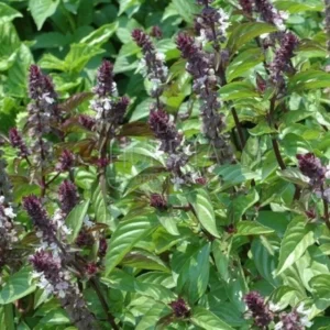 Albahaca Aroma Canela