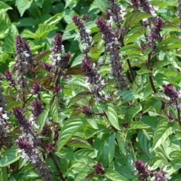 Albahaca Aroma Canela