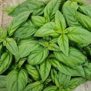 Albahaca Genovesa