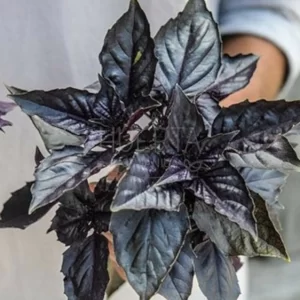 Albahaca Morada