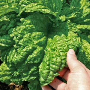 Albahaca hoja de Lechuga