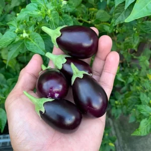 Berenjena Baby