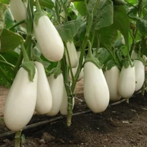 Berenjena Blanca