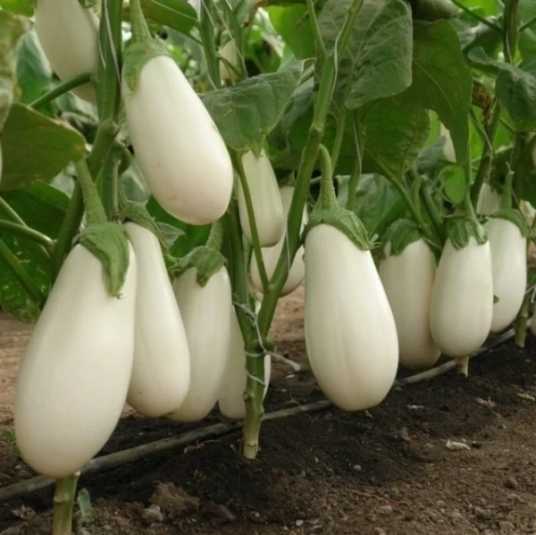Berenjena Blanca