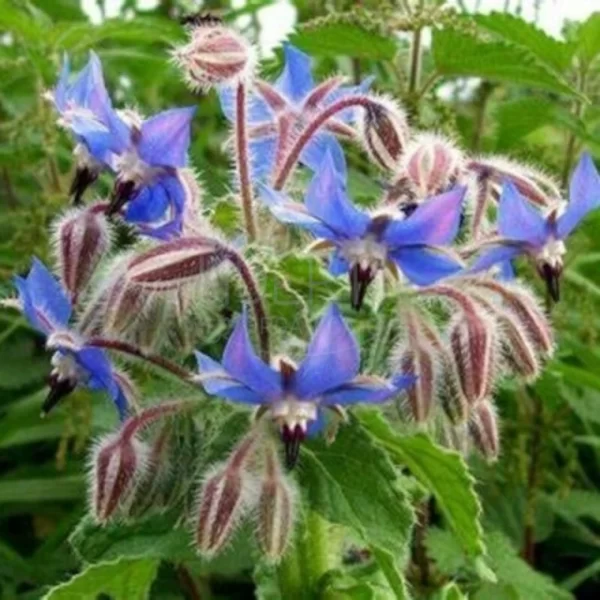 Borraja